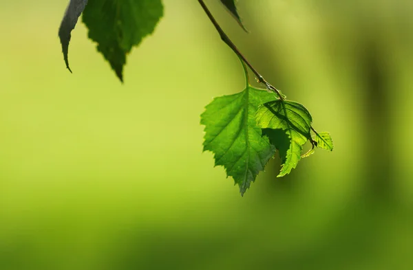 Makro çekim huş yaprağı — Stok fotoğraf