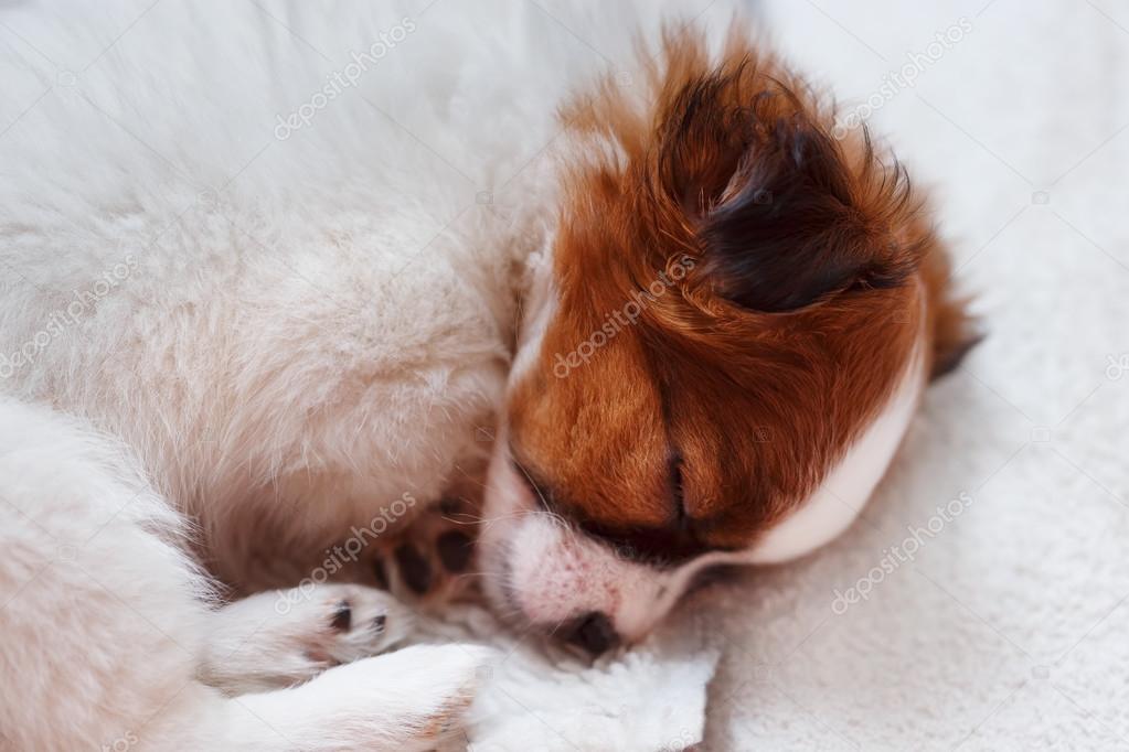 Cute puppy sleeping on carpet