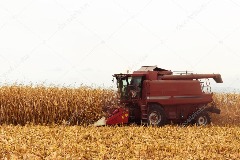 Red harvester working on corn field 