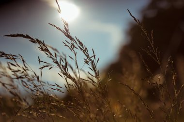 Çim yaz sezonu gün batımında bıçaklar