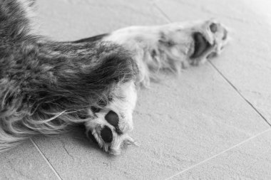 Makro çekim köpek pençeleri 