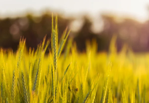 Close-up de palha de trigo no campo — Fotografia de Stock