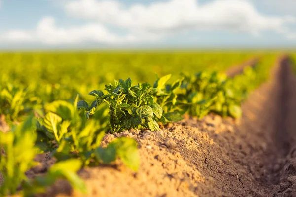 Campo de batata verde fresco durante o pôr do sol — Fotografia de Stock