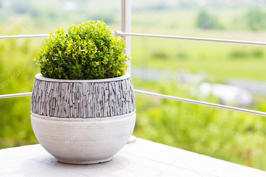 Green buxus in ceramic flower pot on a balcony