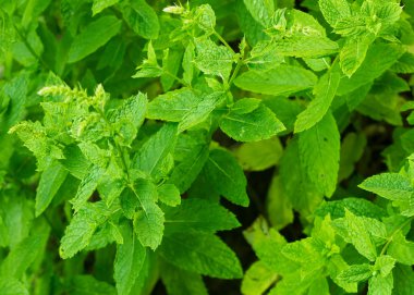 Bahçede makro fotoğraf büyüyen nane yaprakları