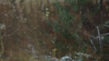 Winter snowfall or blizzard on background of evening forest. Snow falls beautifully from spruce branches. Christmas holiday concept. Slow motion. Selective focus
