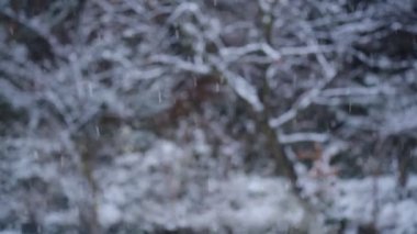 Close focus on small white snowflakes falling during thick snowfall in mountain forest, abstract background with beautiful bokeh. Trees in snow captivity. New Year's Holidays. Slow-motion