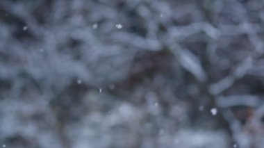 Calm nature background with view on unfocused tree branches, in winter forest during thick strong snow fall, focus on small beautiful snowflakes. Slow-motion. Christmas concept