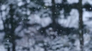 Fluffy snowflakes fly, whirl in wind. Winter fairy tale, trees in snow captivity. New Year's Holidays. Background for advertising big winter sales. Selective focus. Slow-motion