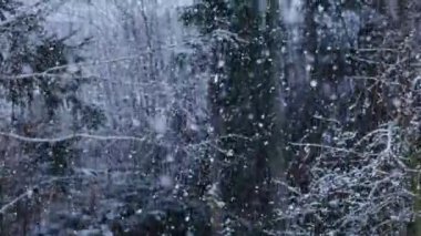 Christmas holiday and winter concept. Heavy winter snowfall or blizzard in twilling on background forest. Texture and pattern for inspiration of cold season. Slow motion. Selective focus