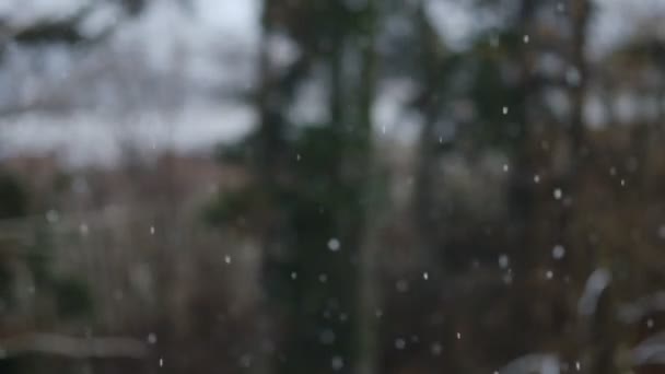 Важкі Зимові Снігопади Або Хуртовина Крутиться Фоні Лісу Сніг Хитається — стокове відео