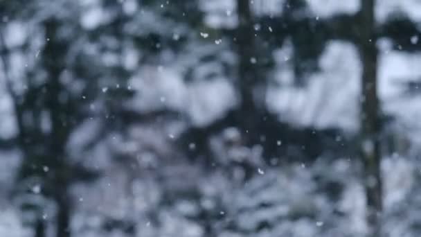 Fluffiga Snöflingor Flyger Virvlar Vinden Vintersaga Träd Snöfångenskap Nyårshelgerna Bakgrund — Stockvideo