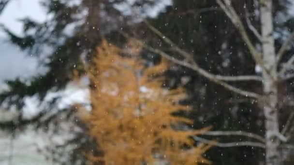 树枝上美丽的绒毛雪 雪从云杉树枝上美丽地落下 冬天的童话 雪地里的树 元旦假期 有选择的重点 慢动作 — 图库视频影像