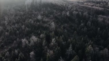 Kasvetli bir günde, beyaz donmuş dağ karışık ormanı. Ağaç tepeleri, el değmemiş ve el değmemiş doğa koruma alanı, doğa arka planı. Kış tatili hava desteği.