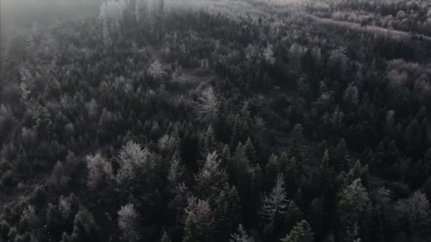 曇った悲観的な日に白い凍結山の混合林 木のピークは 自然のままの手付かずの自然保護区 自然背景が際立っています 冬休み航空の背景 — ストック動画