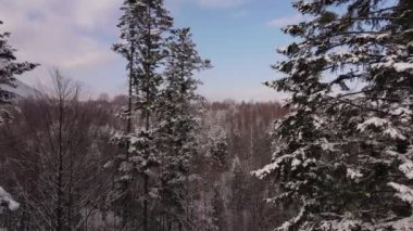 Güneşli bir günde, karla kaplı dallarla karışık ormanın insansız hava aracı çekimi. Mavi Gökyüzü. Temiz ve huzurlu bir manzara. Gezgin şehvet hedefi