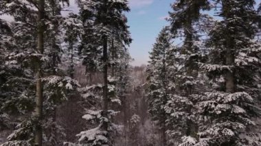 Güneşli kış günlerinde dağda karışık ormanlar arasında geçen inanılmaz destansı drone görüntüleri. Açık hava yaşam tarzı sağlıklı ve temiz hava için. Gezgin şehvet hedefi