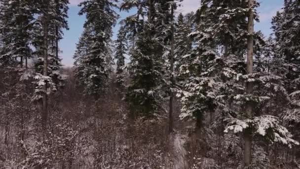 Drone Skott Eller Bilder Vackra Lugna Vinter Natur Skog Solig — Stockvideo