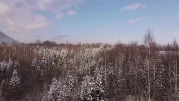 Vue Pittoresque Sur Drone Campagne Arbres Mixtes Poussant Dans Vallée — Video