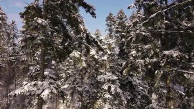 İnsansız hava aracı güneşli bir günde yeşillik ağaçlarıyla görkemli bir kış ormanının yakınında uçar. İnanılmaz bir doğa manzarası. Açık hava yaşam tarzı sağlıklı ve temiz hava için. Gezgin şehvet hedefi