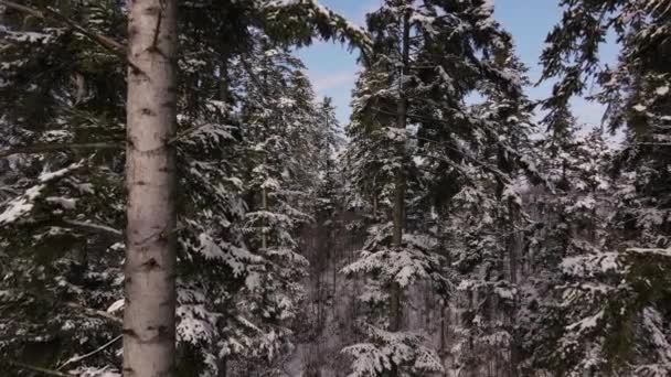 素晴らしい晴れた日に雪で覆われた雄大なトウヒの木の間を飛ぶ無人機からの信じられないほどの映像 冬の森の中で休暇の美しい概念 冒険の自由ライフスタイル — ストック動画