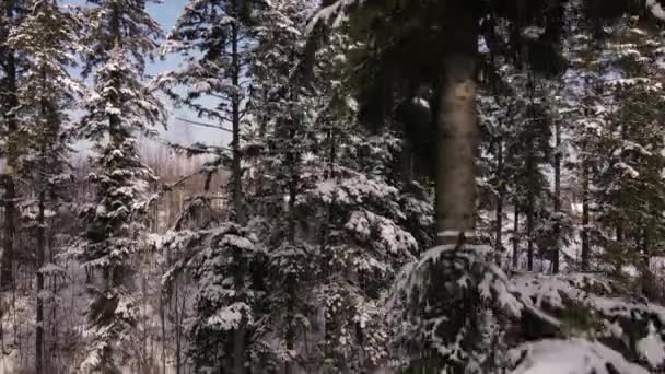冬の晴れた日には 美しいドローンのショットや常緑の森の映像を閉じます 自然の驚異 観光のための静かな場所 旅行先 — ストック動画