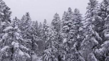 İnsansız hava aracı, kış günü büyük kar yağışı sırasında Evergreen Ormanı 'nın görüntülerini çeker. Güzel doğa harikası, turizm için sessiz bir yer. Keşif ve seyahat hedefi