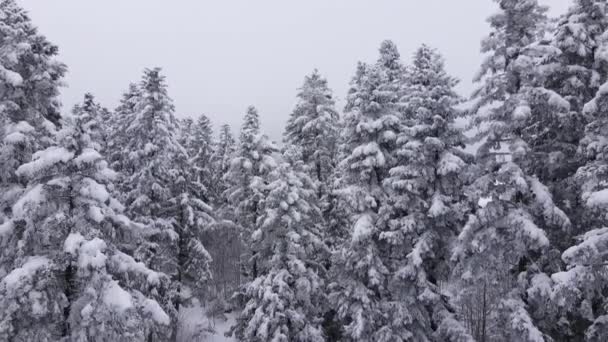 Drohnenaufnahmen Oder Aufnahmen Von Immergrünen Wäldern Wintertagen Bei Starkem Schneefall — Stockvideo