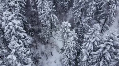 Yoğun sis ve şiddetli kar yağışı ve dağlardaki fırtınalı hava sırasında kış ormanlarını dramatik bir şekilde gösteren inanılmaz destansı drone görüntüleri. Keşif ve seyahat hedefi
