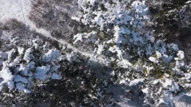 Kış ormanlarında güneşli bir günde, görkemli yeşil ladin ve dar karlı patikanın uzaktan kumandalı hava aracı manzarasından. Güzel bir tatil konsepti. Macera özgürlüğü yaşam tarzı