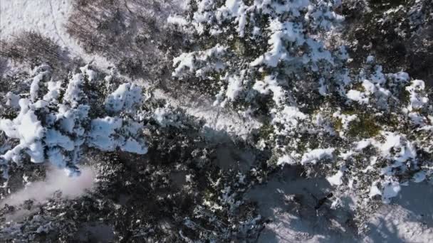 Drohne Fliegt Über Magestic Schönen Winter Verschneiten Wald Mit Grünen — Stockvideo