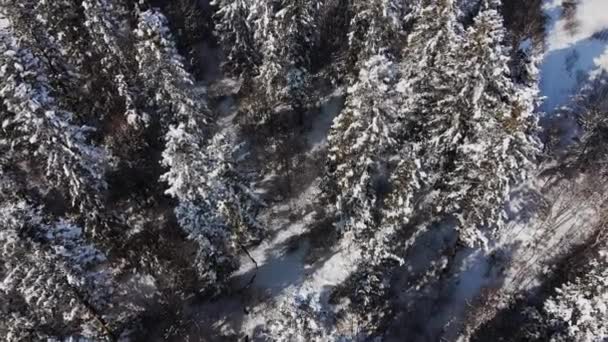 晴れた日に冬の雪の森の空中ドローンショット 穏やかな美しい自然の驚異 冷凍木のピークは 自然のままで手付かずの自然保護区際立っています 野生自然要素 — ストック動画