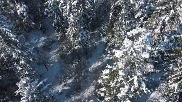 Καταπληκτικό Εμπνευσμένο Επικό Drone Shot Πλάνα Από Αειθαλές Δάσος Χειμωνιάτικη — Αρχείο Βίντεο