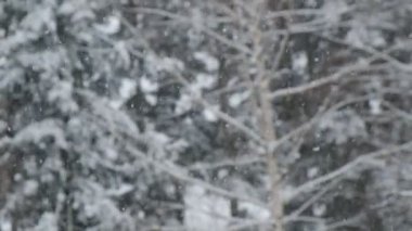 Yumuşak kış taneleri, arka plandaki karışık ormana düşer. Rüzgâr ve soğuk havada kıvrılır. Keşif ve seyahat konsepti. Seçici odak