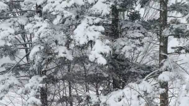 Inspirerande Episka Bilder Frusna Blandade Barrträd Snöstorm Vinterdagen Vackert Naturunderverk — Stockvideo