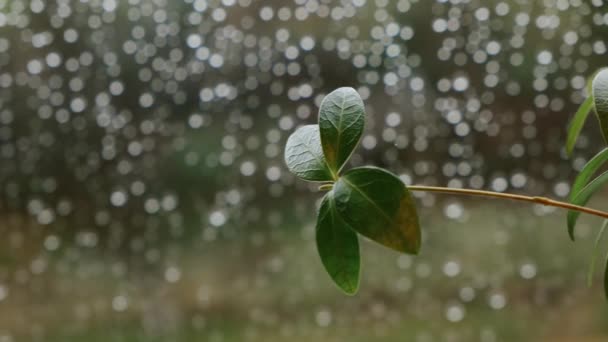 Uzavření Malých Zelených Listů Blízkosti Okenních Kapek Deště Studeného Jara — Stock video