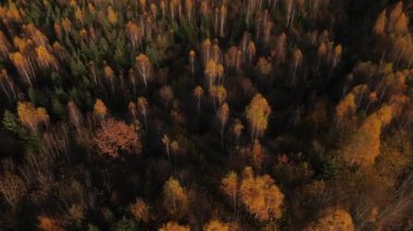 İnsansız hava aracı muhteşem sonbahar ormanlarının üzerinde uçuyor. Dağ manzarası ve inanılmaz doğa manzarası. Yükseklikte sonbaharın sinematik videosu