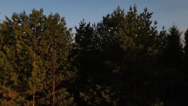 Drone Aéreo Tiro Campo Calmo Árvores Florestais Crescendo Vale Meio — Vídeo de Stock