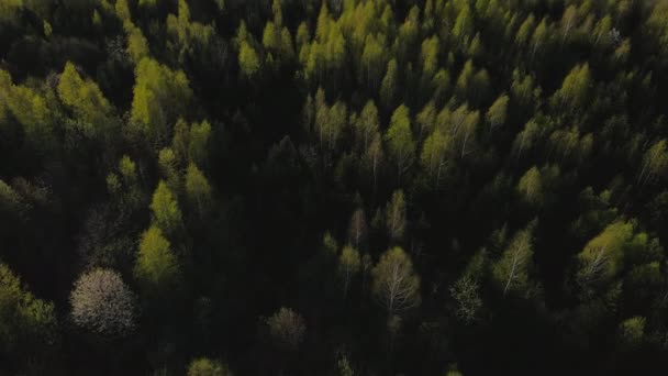 Vista Aérea Superior Primavera Árvores Mistas Floresta Pôr Sol Luz — Vídeo de Stock