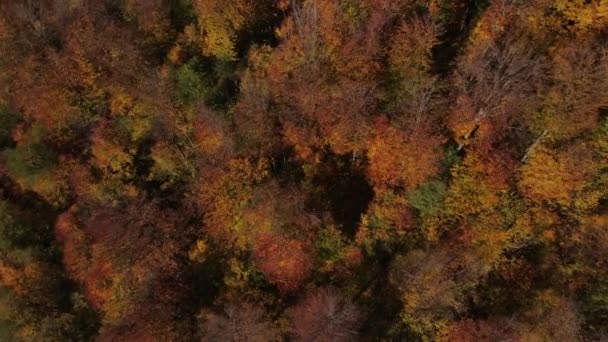 Drohnenaufnahmen Der Herbstlichen Waldkulisse Schöne Orangefarbene Und Gelbe Waldlandschaft Bergen — Stockvideo