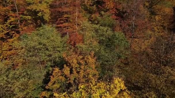 秋の色の森 晴れた秋の日にカラフルな秋の混合木の上にシネマエアティルトビュー 黄色い木の上を飛行するドローンショット 自然背景 国立公園 — ストック動画