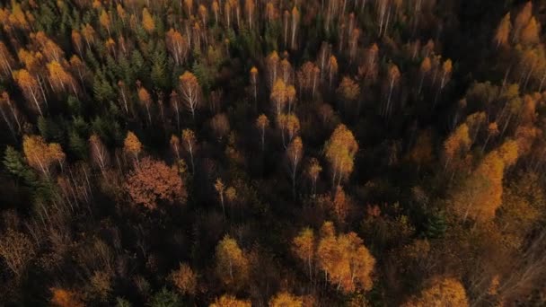 Drone Survole Magnifique Forêt Automne Tombez Dans Paysage Montagneux Paysage — Video