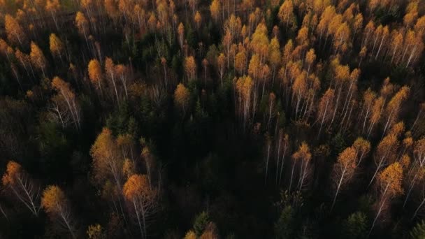 Vue Aérienne Drone Beau Paysage Forêt Orange Jaune Dans Les — Video