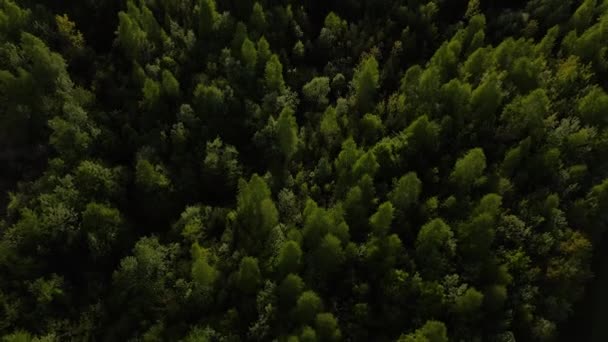 Vista Aérea Superior Belas Árvores Verdes Misturadas Floresta Luz Suave — Vídeo de Stock