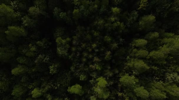 Légi Felvétel Epikus Varázslatos Gyönyörű Zöld Erdőben Csúcsok Kiemelkednek Érintetlen — Stock videók