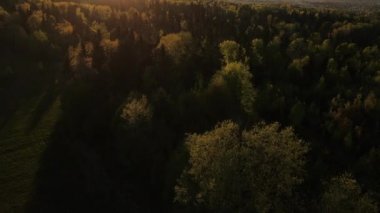 Gün batımında sakin ve güzel bir ormanın havadan görünüşü, ulusal parkı ya da rezervi korumak. Ladin kozalaklı ağaç tepelerinde uçan İHA çekimi, doğal arka plan görüntüleri.
