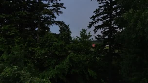 Een Luchtfoto Van Pad Midden Van Groene Gemengde Bomen Achtergrond — Stockvideo