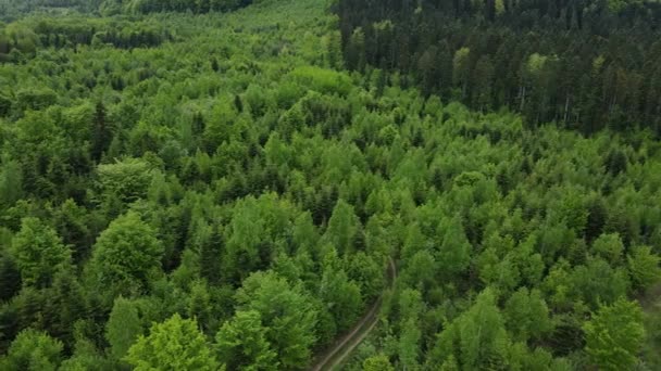 夏の日に森の中で美しい穏やかな緑の混合木の空中トップビュー スプルースの上を飛ぶドローンは木を針葉樹 自然の背景映像を飛んでいます コンセプト屋外キャンプライフスタイル — ストック動画