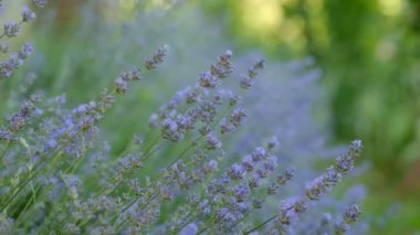 Güneşli yaz gününde rüzgarda sallanan güzel, çiçek açan lavantaya yaklaş. Provence 'de lavanta mor aromalı çiçekler. Sakin sinematik arka plan. Ağır çekim. Seçici odak