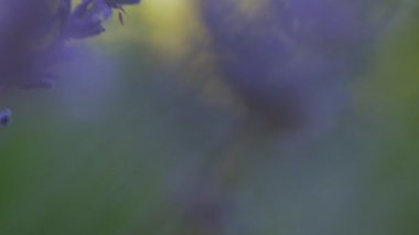 Yazın güneşli bir günde narin mor lavanta çiçeklerinin seçici odak noktası, çiçek tarlalarını kapamak, rüya gibi bir yer, doğa harikası. Aşk doğa konsepti